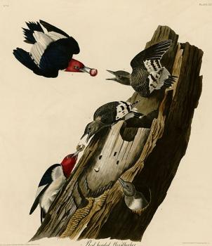 John James Audubon : Red headed woodpecker